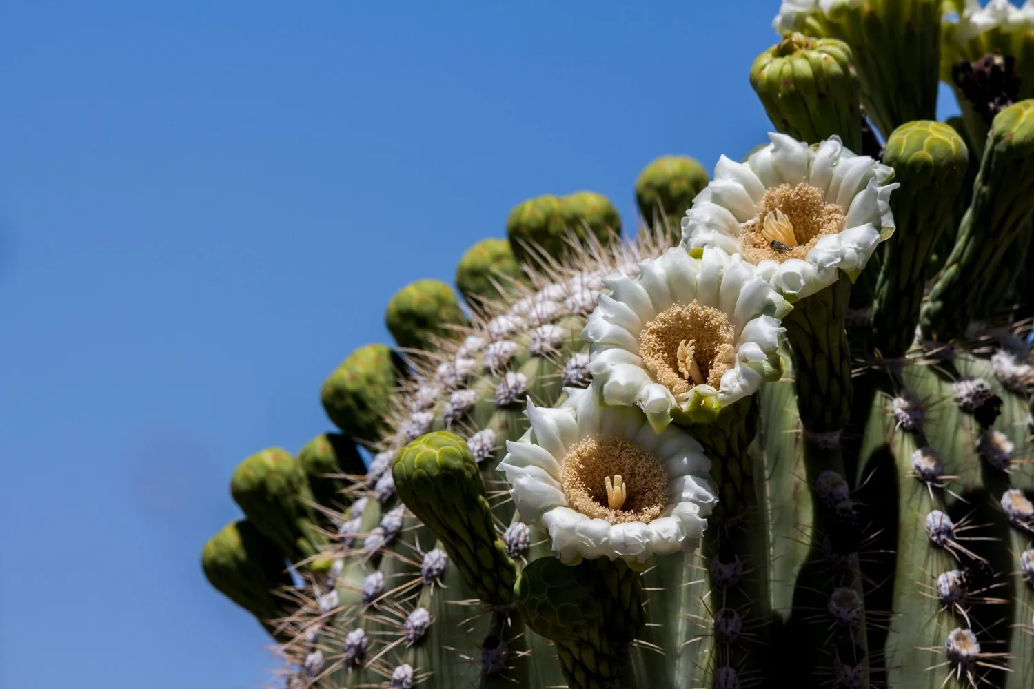 Saguaro flowers